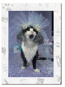 Proud Bride